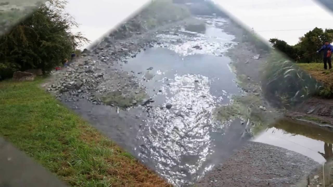 2016 - Abfischen Wr Neustädter Kanal