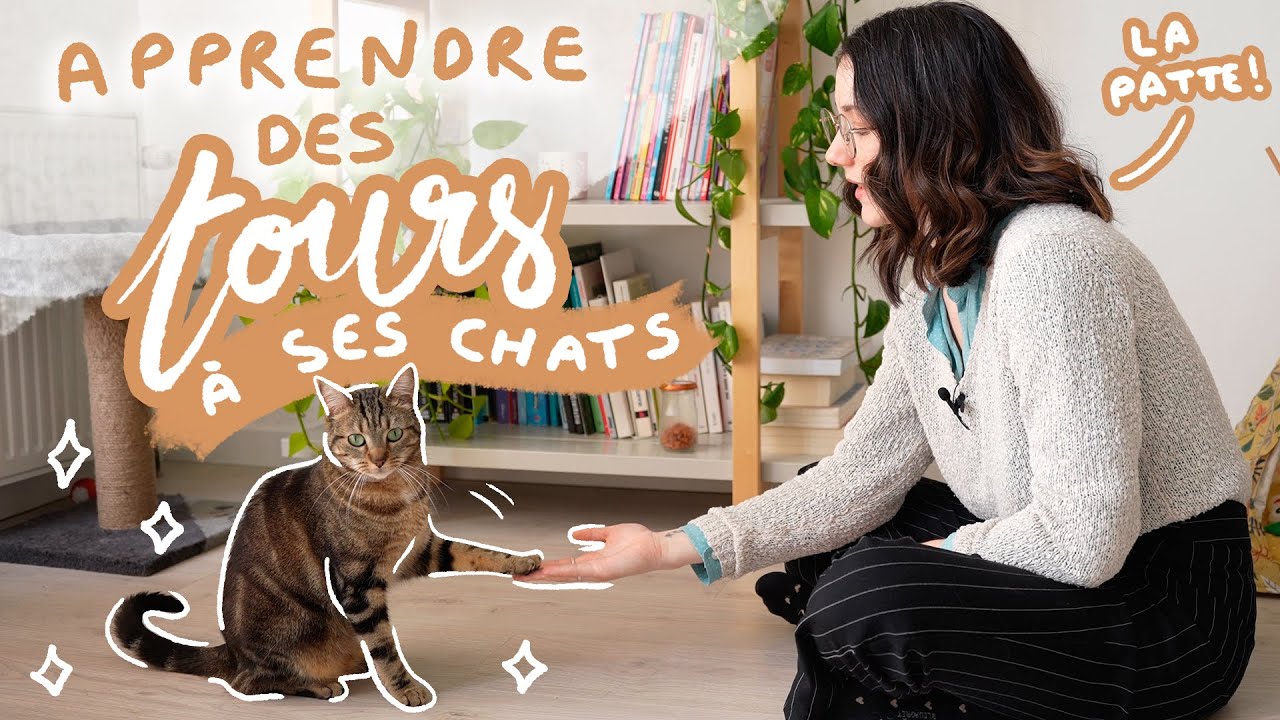 Apprendre des tours &agrave; ses chats