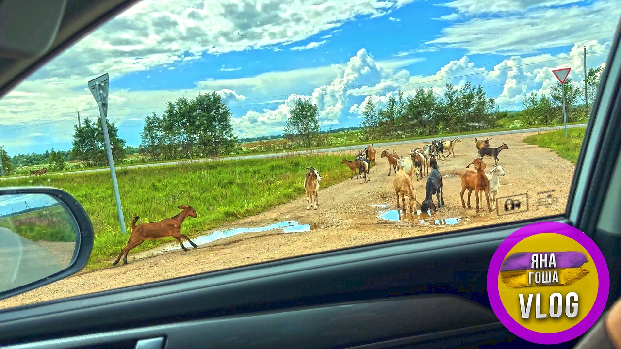 В поисках нового дома по Новгородской области! В шоке от местных дорог. Нашли дом? Что поняли?