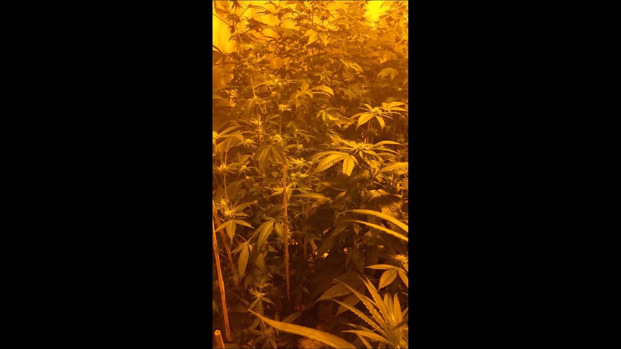 28days into flower #gsc #bluedream #platinumog #af