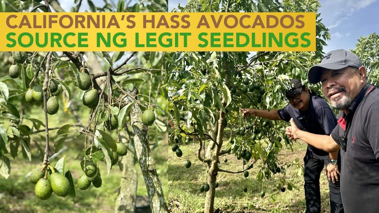 Where to Find Certified Hass Avocado Seedlings at Saan ang Ideal Planting Locations?
