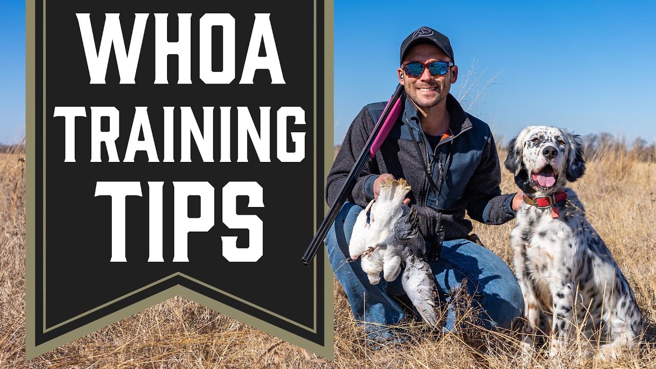 Whoa Training Tips