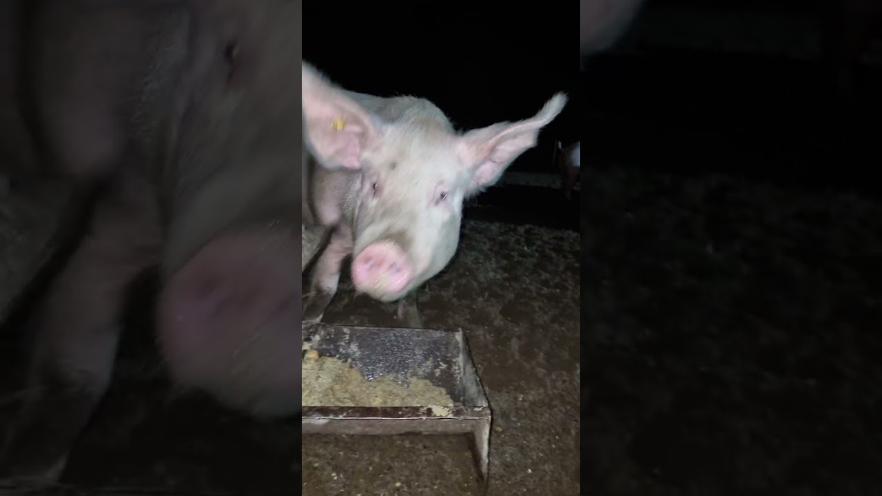 Főtt burgonya dar&aacute;val T&eacute;li men&uuml; Organikus Farm &Eacute;let H&eacute;tk&ouml;znapok