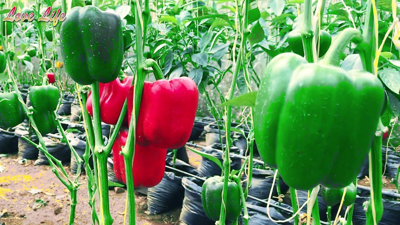 preparing Green House Soil and Nursery || Sweet Pepper Part 2 : Growing Pepper in Uganda Season 4