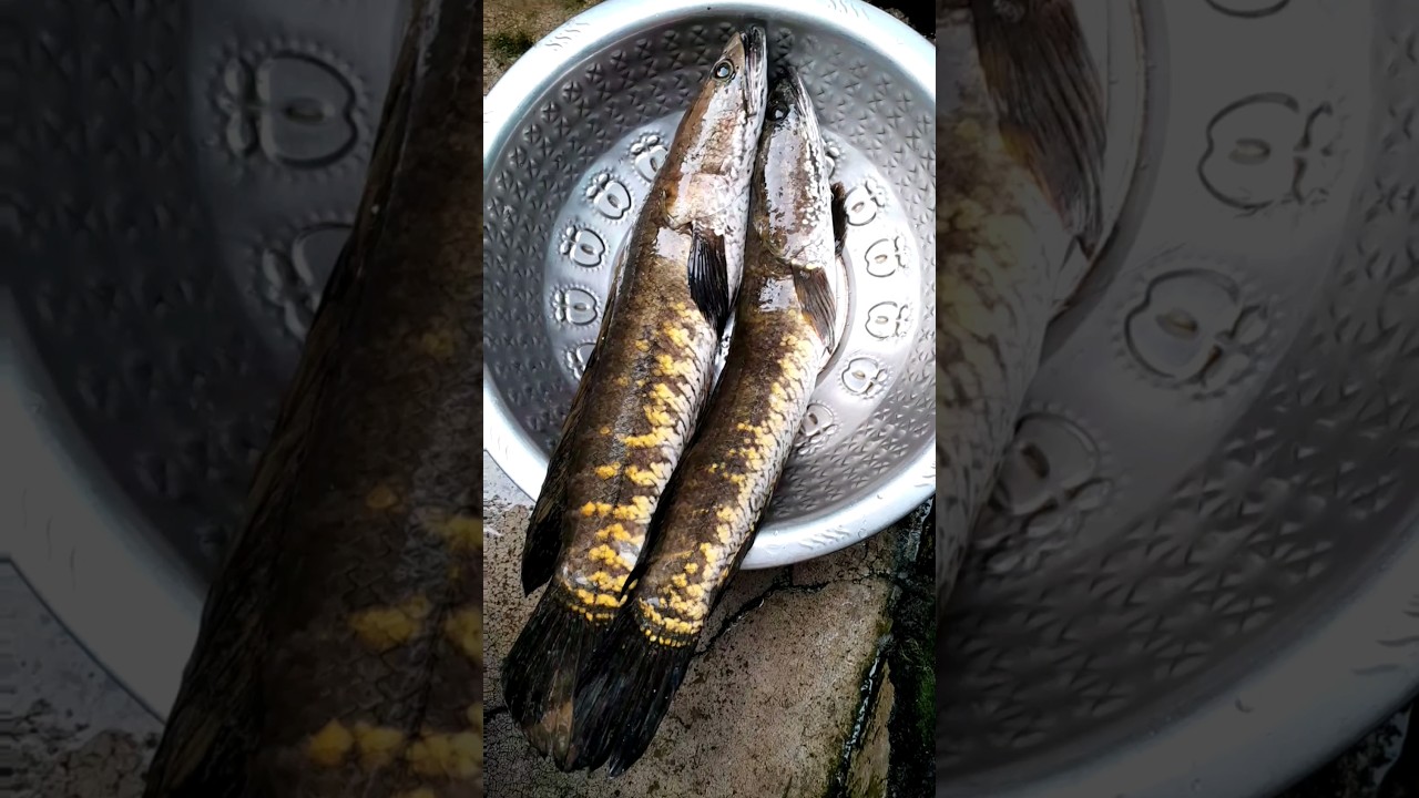 Sole Fish curry Recipe #shorts #fishcurry