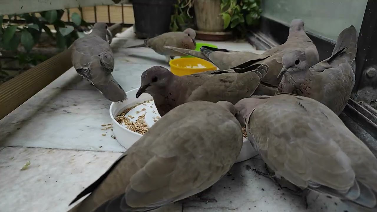 What Happens When You Feed Wild Birds Every Day