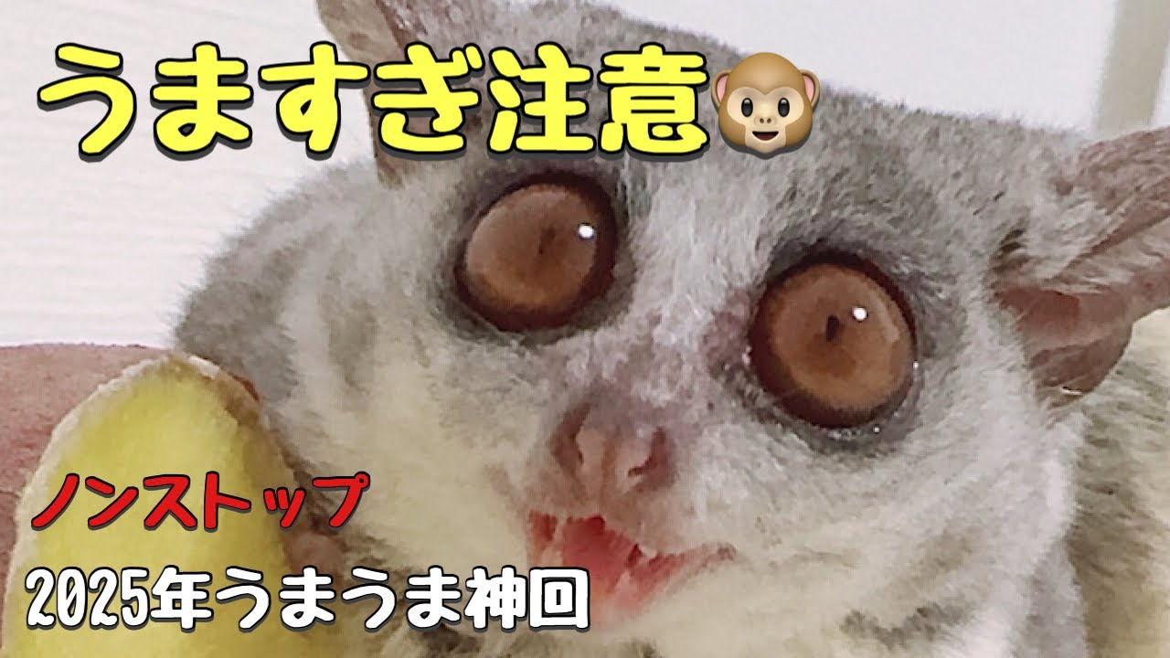 うますぎ注意🐵リアムのうまうま神回9選【2025総集編】
