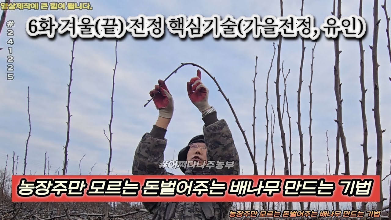 6화 겨울(끝)전정 핵심기술(가을전정, 유인) - 농장주만 모르는 돈벌어주는 배나무 만드는 기법