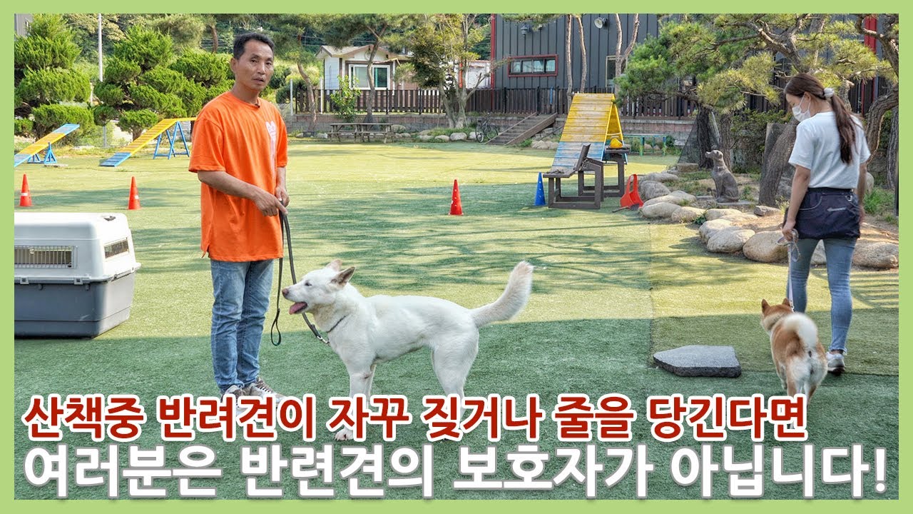 산책중 반려견이 짖는 이유는 여러분을 신뢰하고 있지 않기 때문입니다.