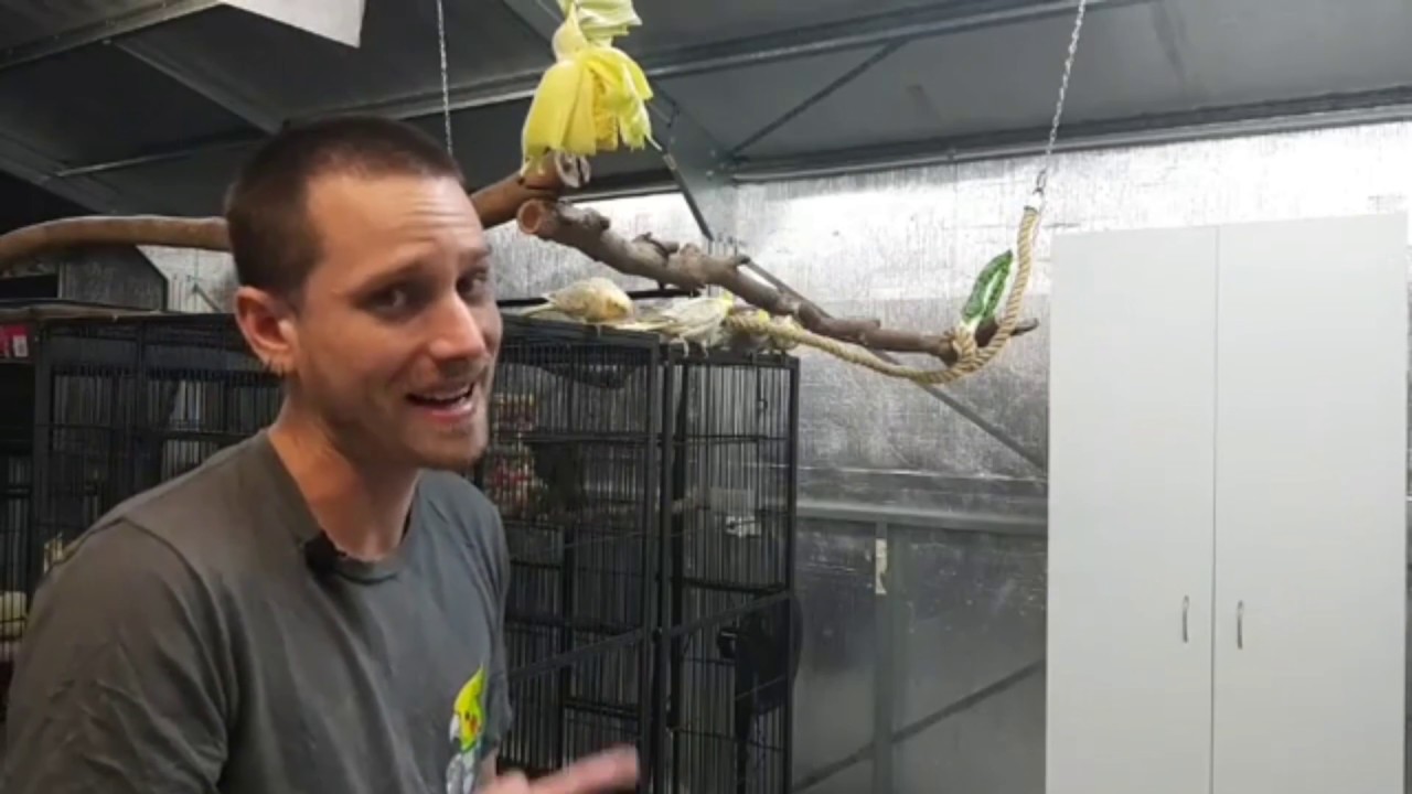 LIVE from our bird room! Latest Facebook Livestream!