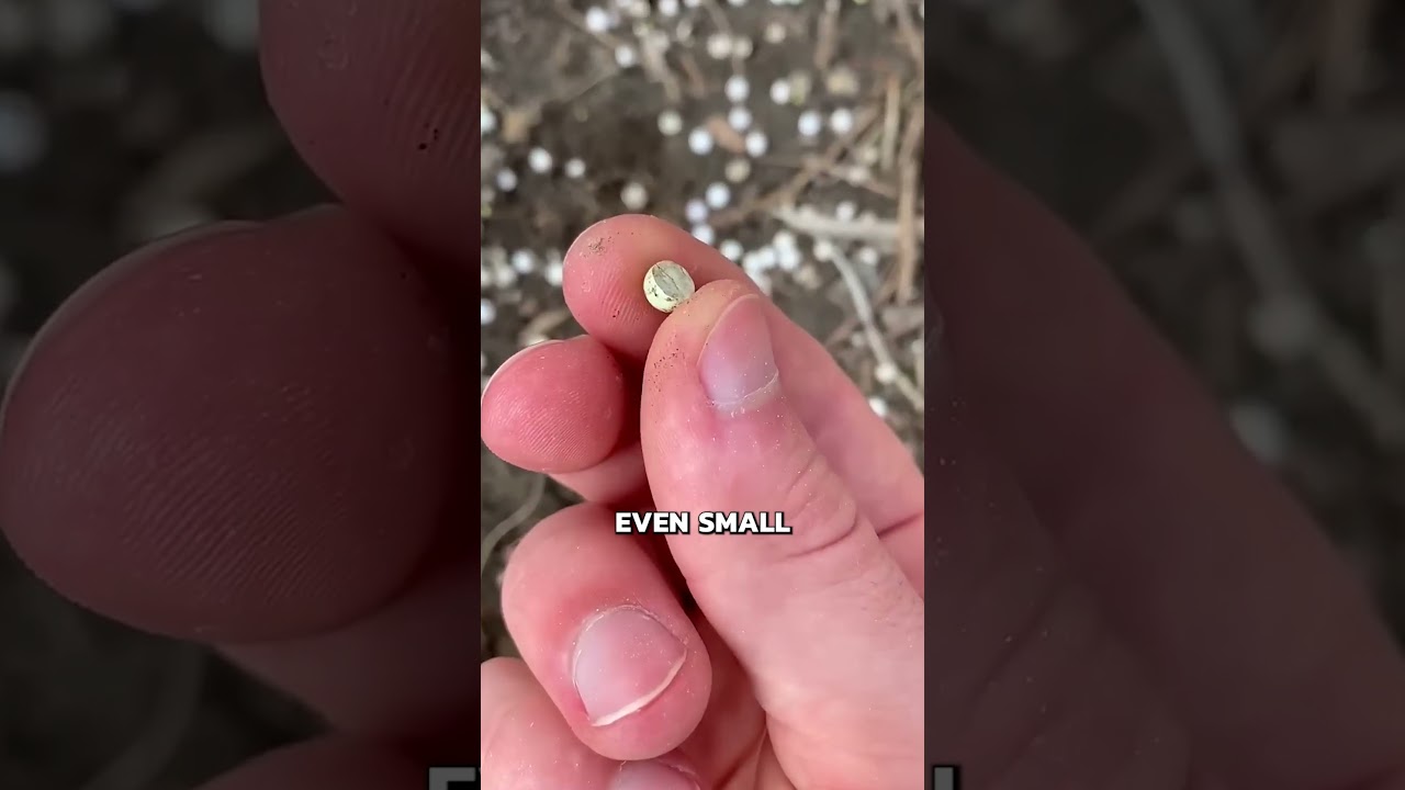 Can You Reuse Airsoft BBs? ♻️🔫