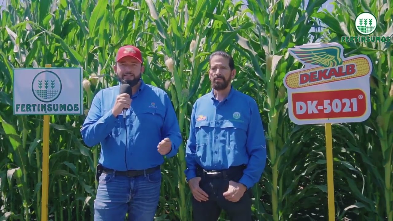 NUEVO HIBRIDO DK-5021 DEKALB EN VERDE CON FERTINSUMOS 2023