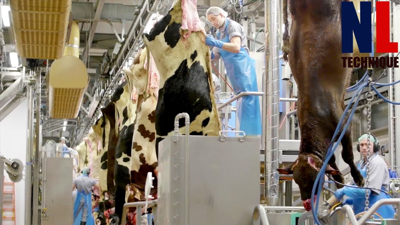 Incredible Giant Beef Processing Line - Modern Meat Factory with Amazing Machines and Workers