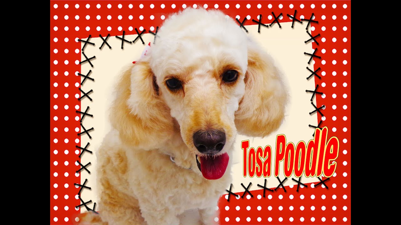 Tosa da Raça Poodle