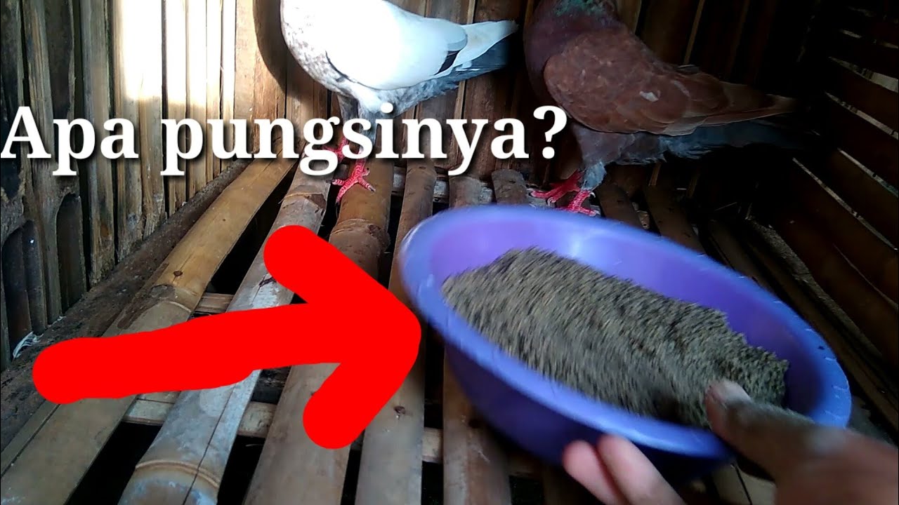 Apa Fungsi Pasir untuk ternak merpati??