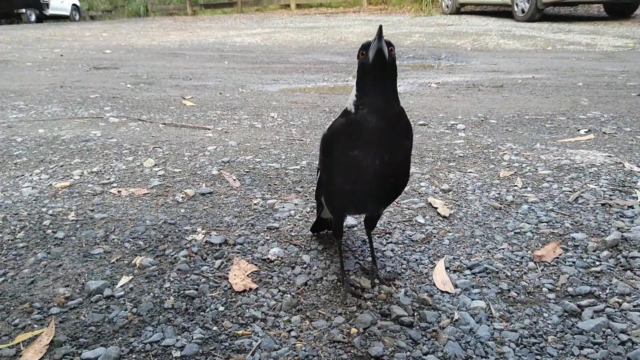 Pt.1. Friendly Magpie REACTS to Forest Hiker! 🏞️ Дружелюбная сорока РЕАГИРУЕТ на лесного туриста!