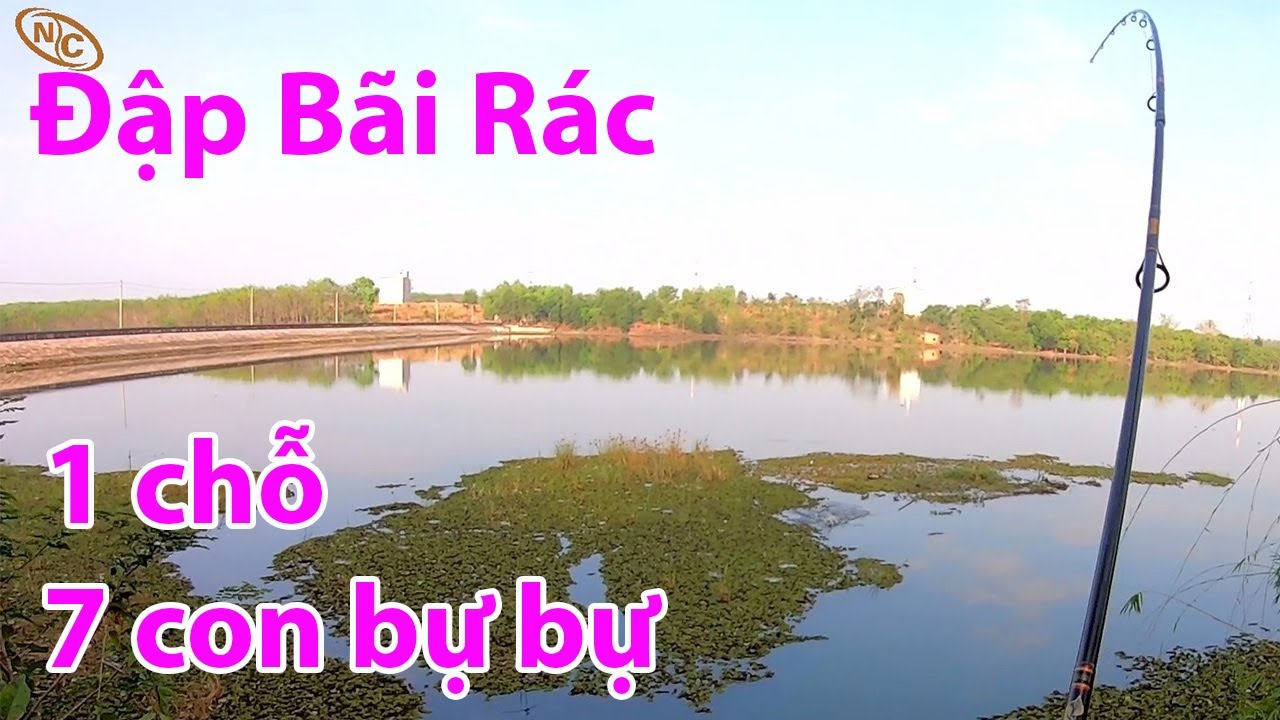 Sáng nay cá đập ăn rất mạnh| Câu cá lóc đập Bãi Rác