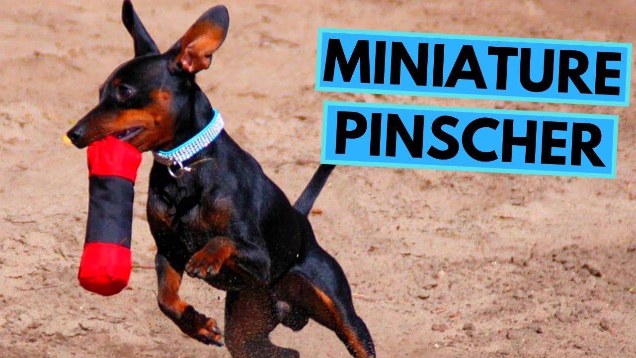 Miniature Pinscher Dog Breed - Facts and Information