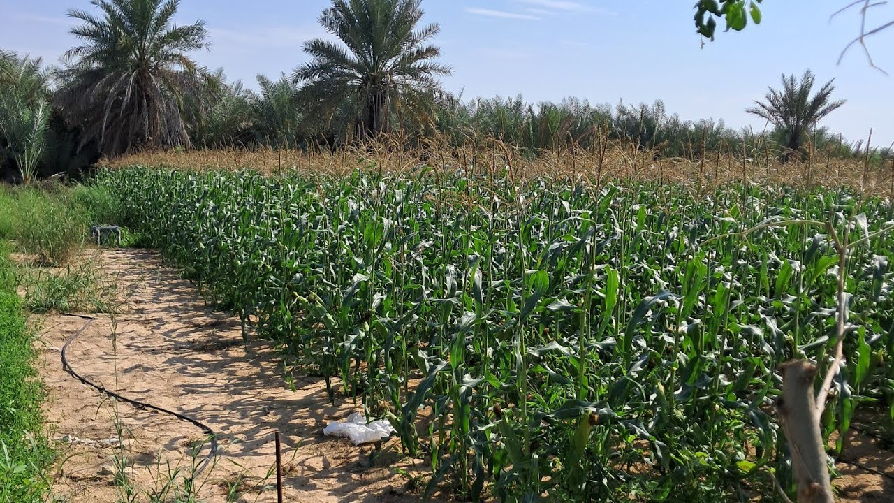 What does it mean to own a farm in the UAE and what are its benefits?