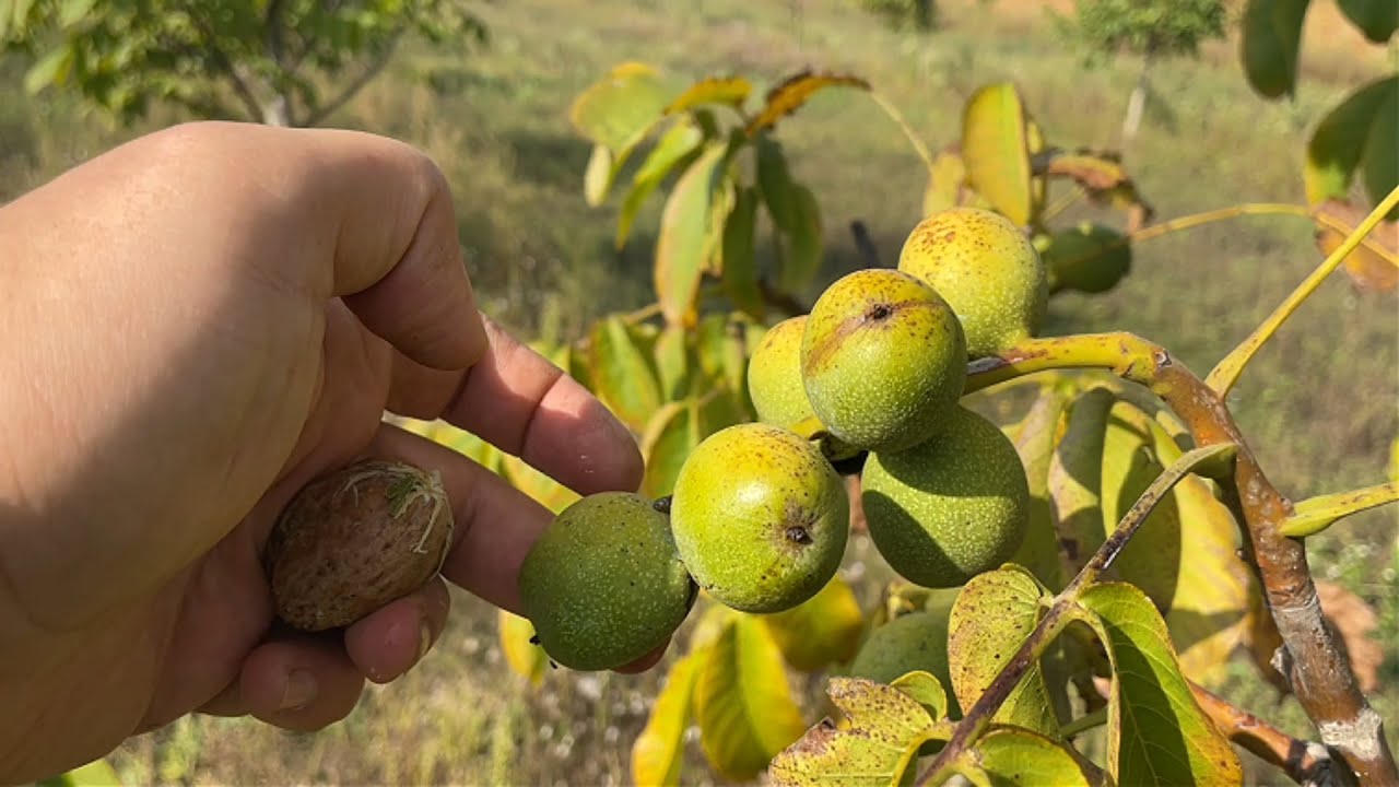 Горіх починає лущитись. А от і непрошений гість...