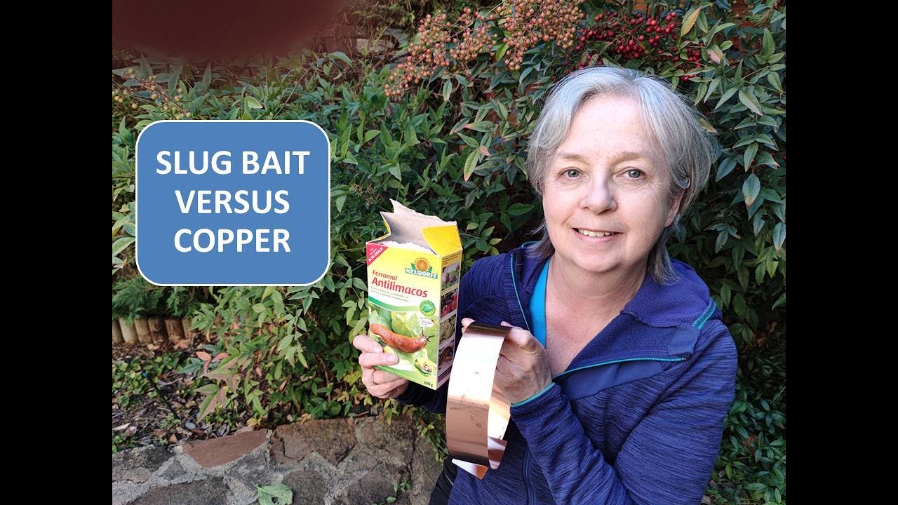 SLUG BAIT VERSUS COPPER BAND / RESULTS OF EXPERIMENT