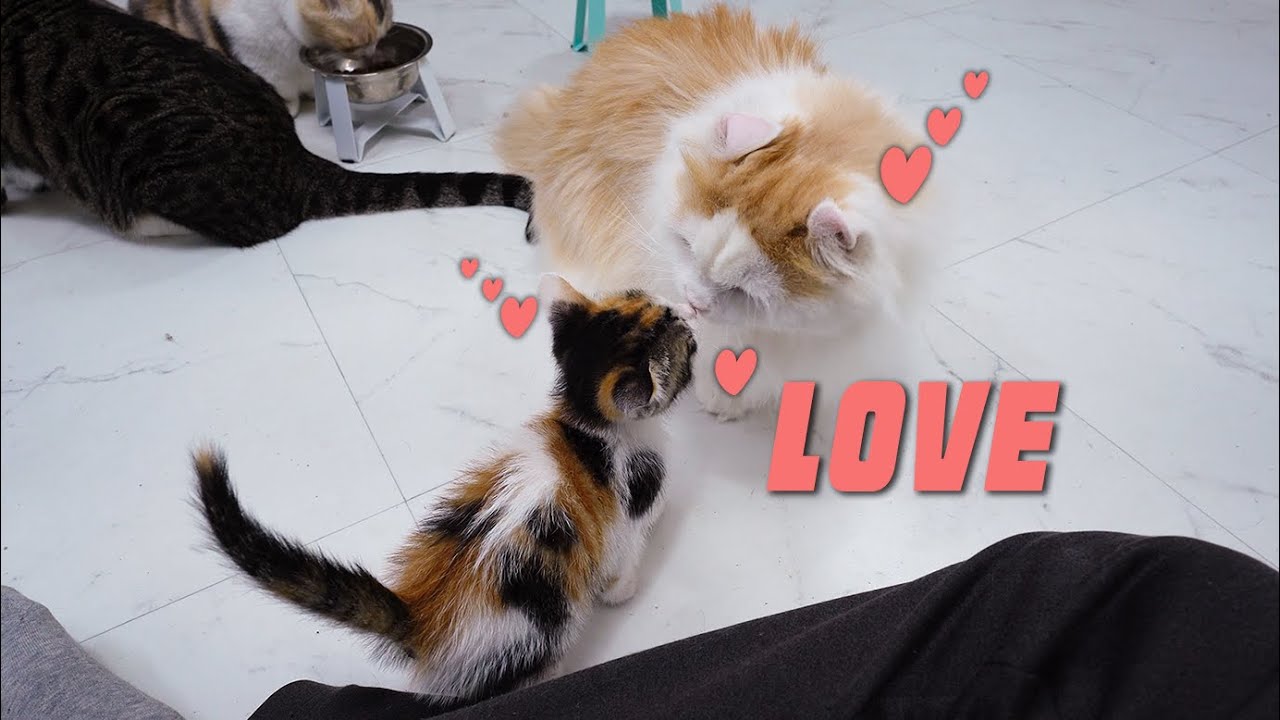 The Rescued Little Kitten Expressed Its Love For The Big Cat!