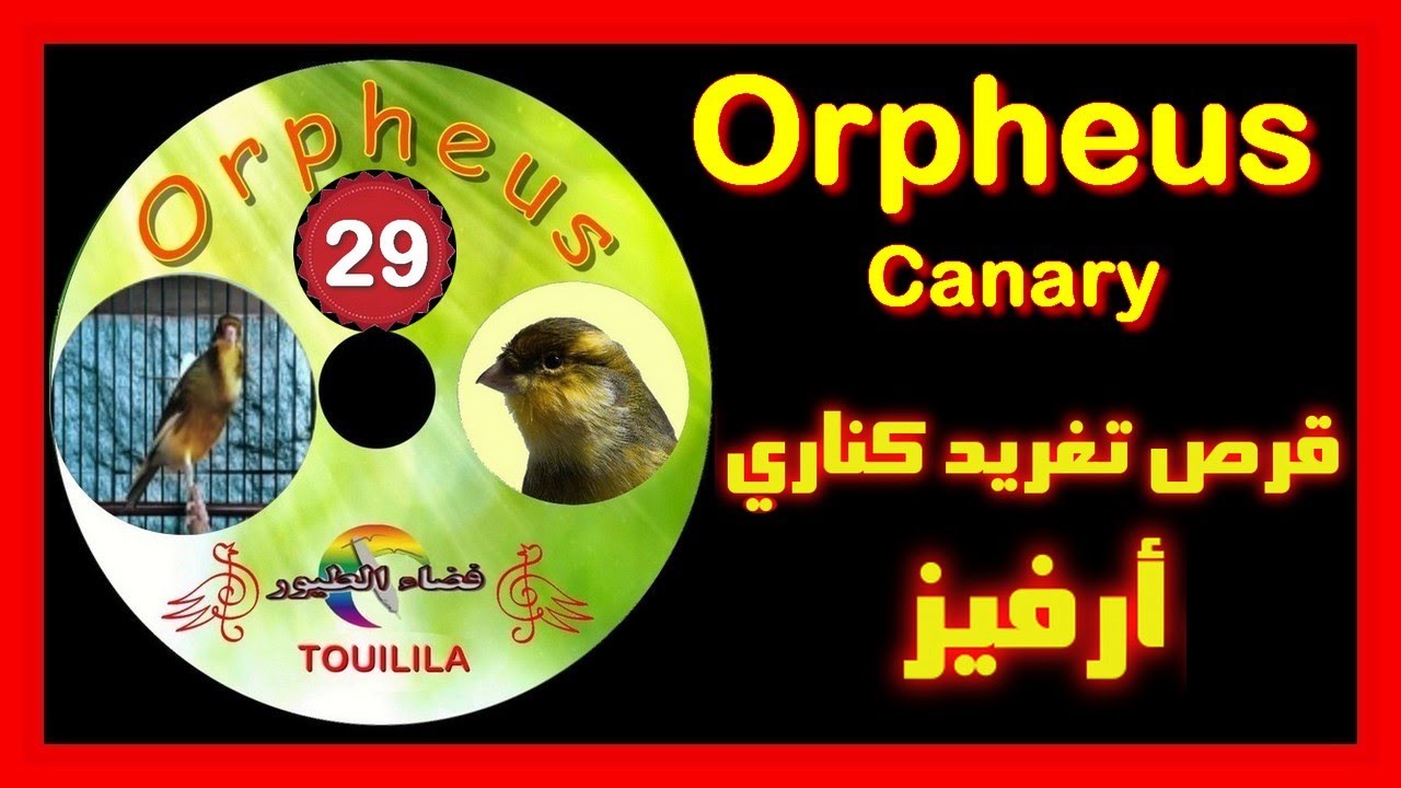قرص تغريد الكناري أرفيزCD chant de canary orpheus