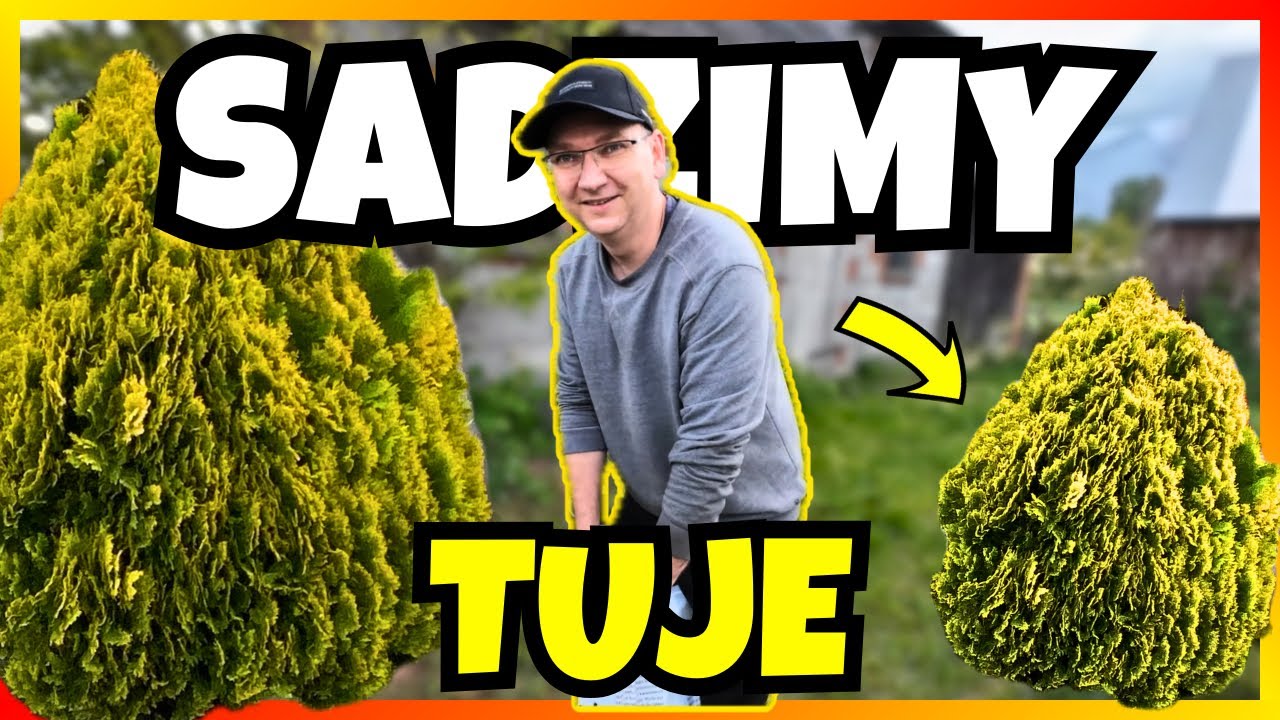 Sadzimy TUJE pierwszy raz – oby tylko się przyjęły! 😬 - Nasze Siedlisko pięknieje 😉