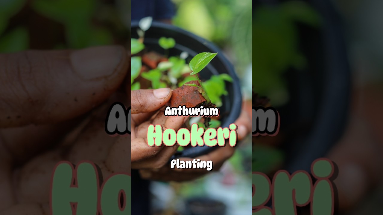 Grow Anthurium Hookeri at Home 🌱🌈️🍃 Easy Planting Tutorial&rdquo;  #shprts #indoorplants