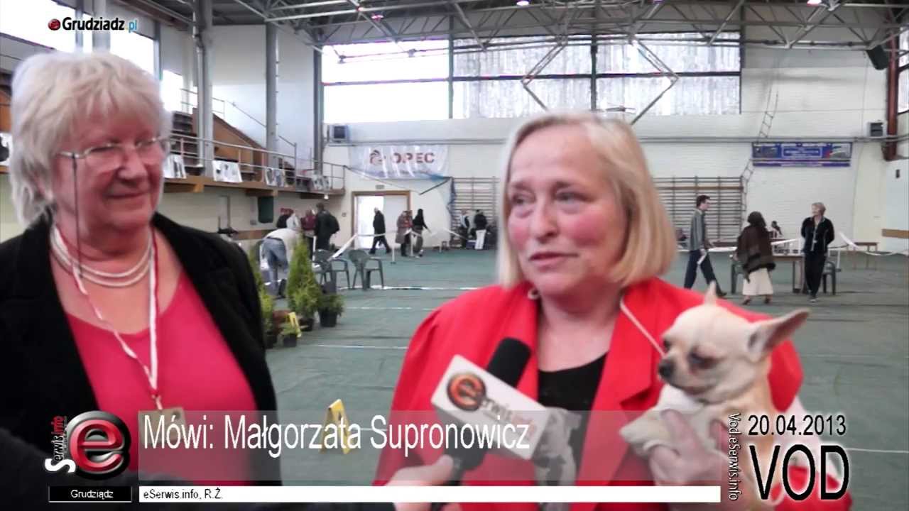 Chihuahua psem Wystawy Psów Rasowych w Grudziądzu