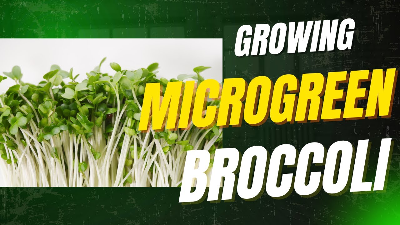 How To Grow Broccoli Microgreens Indoors