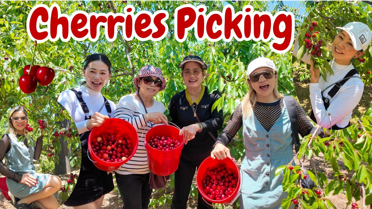 U-Pick Cherries Farm | (4K) 🇰🇭