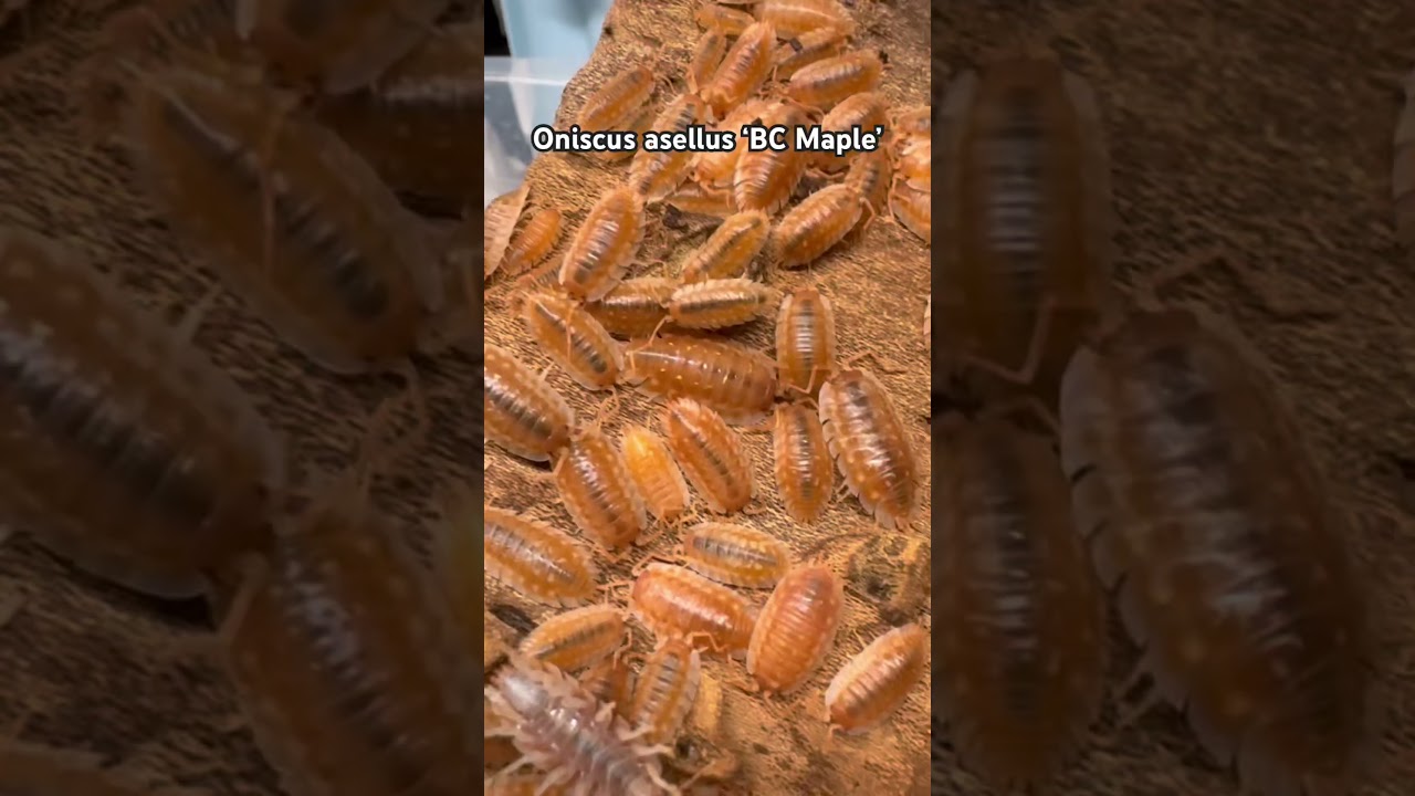 Блестящие оранжевые изоподы: Oniscus asellus BC Maple