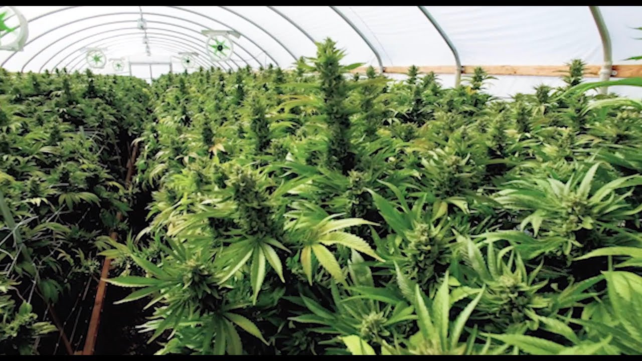 How Does Smoking Pot Affect Our Ability to Drive?
