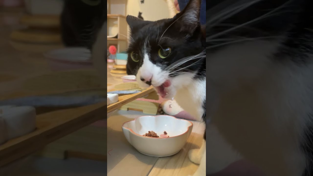 にび猫Live🐾 2026-3-10