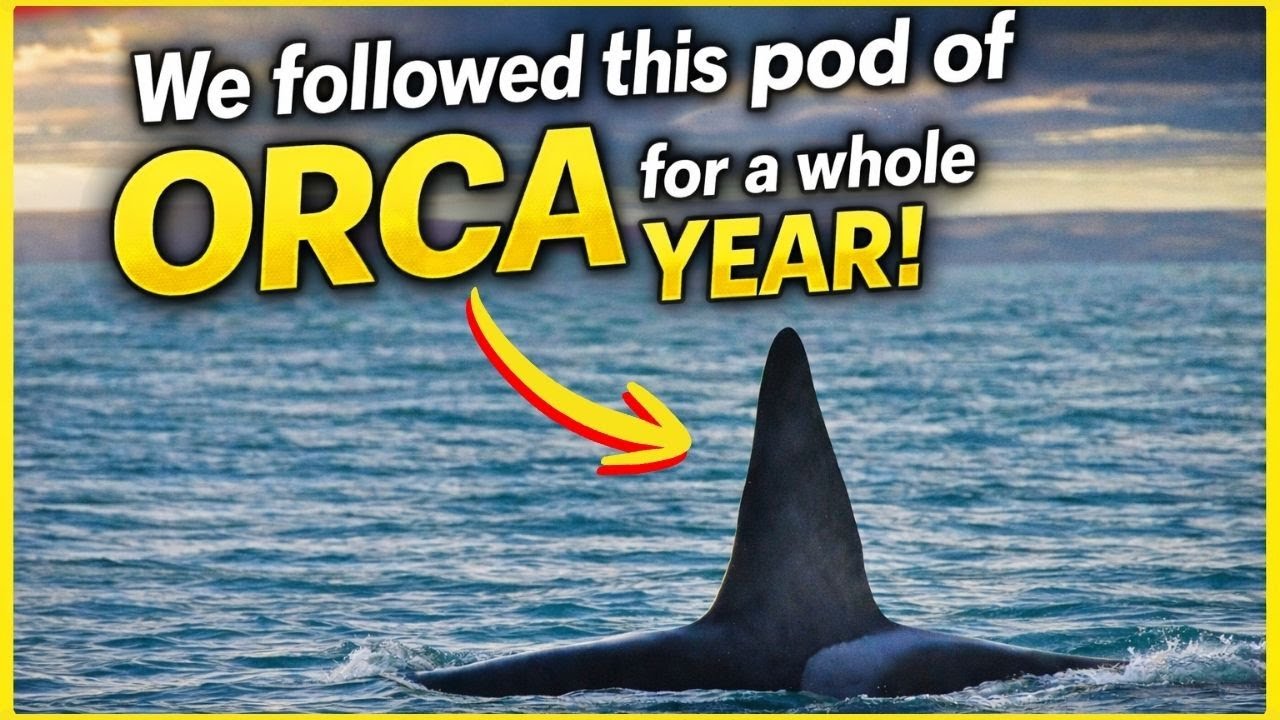 We Followed This Pod of ORCA for an Entire YEAR! - Here's What We Saw!