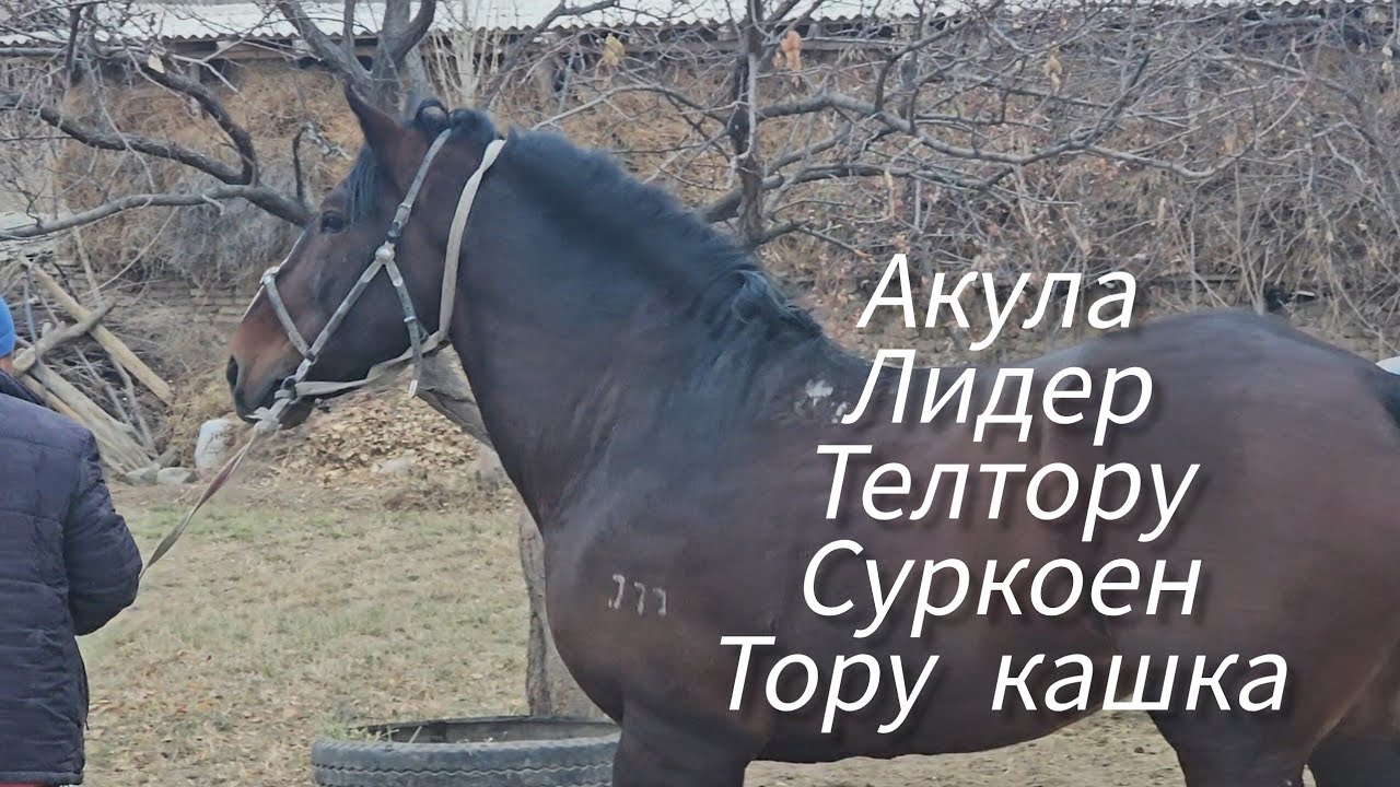 Жеребцы из Базар-Коргон-Нукен.