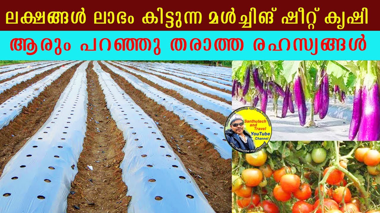 മൾച്ചിങ് ഷീറ്റ് കൃഷി ആരും പറഞ്ഞു തരാത്ത രഹസ്യങ്ങൾ 👌🏻 | mulching sheet farming #krishi #vegetables