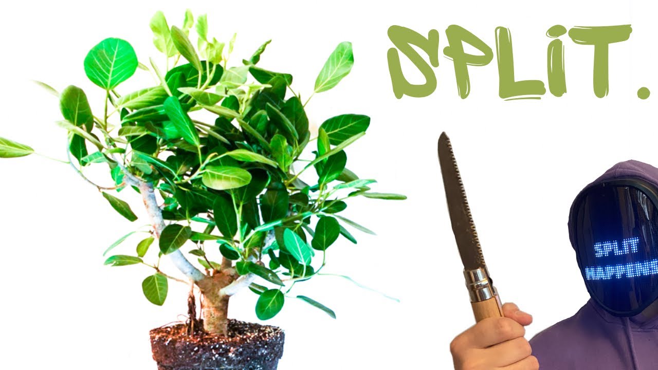 Splitting A Massive Pre-Bonsai