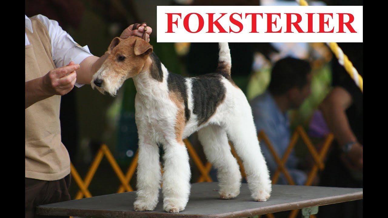 FOKSTERIER szorstkowłosy - OPIS rasy