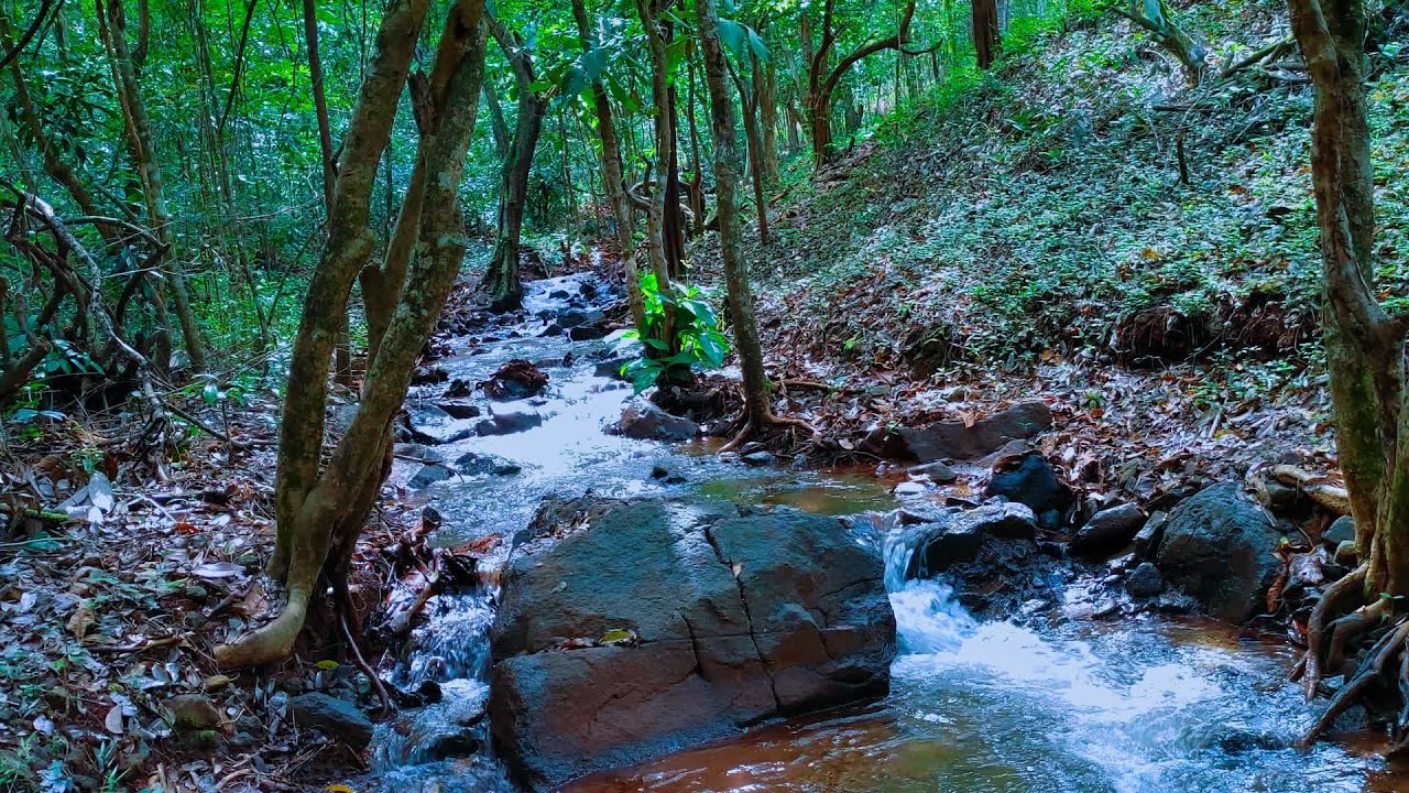 Achieve Deep Sleep ,Focus ,Study And Instant Relaxation with Calming Forest Birds and Stream