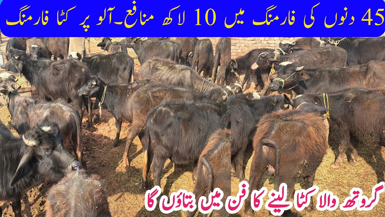 45 Days Katta Farming in Punjab | nali ravi kattra business | best fattening business ideas Pakistan
