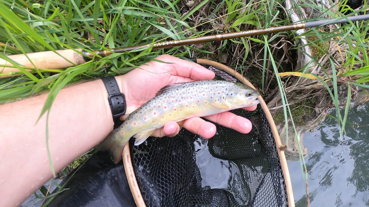 Sortie Atelier Pêche Nature La Gaule Tarine 2023 05 20