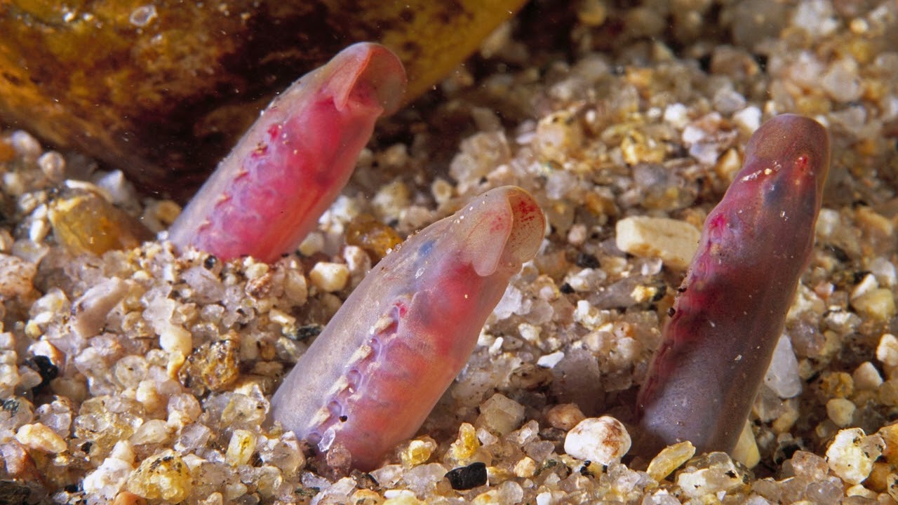 Infraphylum Agnatha Part 2: Class Petromyzontida (Lampreys)