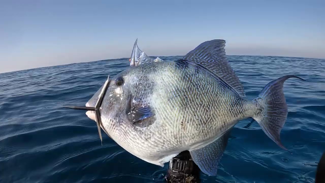 Spearfishing from the coast🏖️(without a boat🛥️) in Cyprus 2025|Spearfishing CY☑️