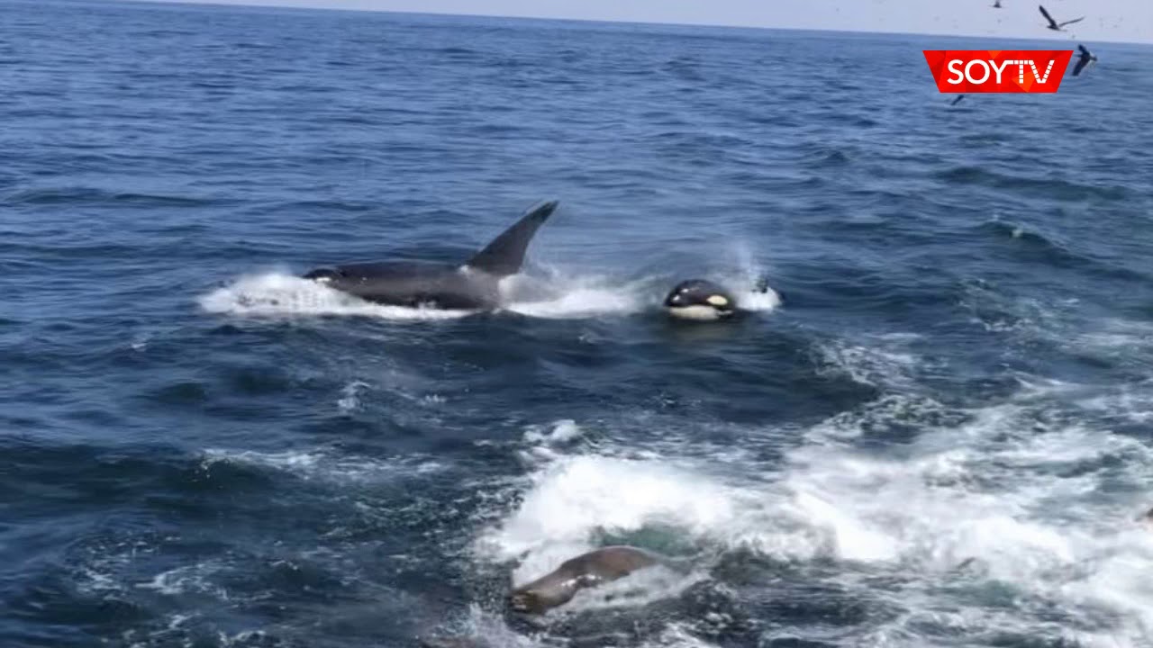 Joven pescador registra el momento en que una manada de orcas nadaba por las costas de Iquique
