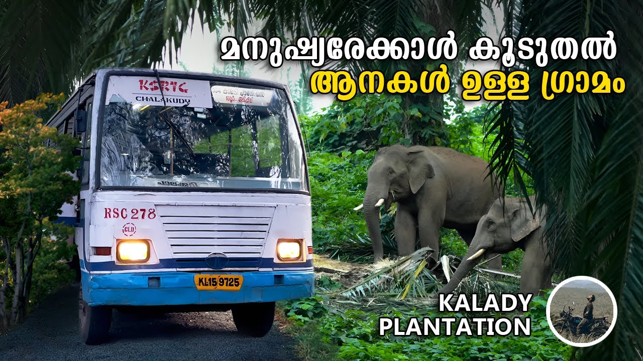 മനുഷ്യരേക്കാൾ കൂടുതൽ ആനകൾ ഉള്ള ഗ്രാമം | Ezhattumugham Ganapathy | Kalady Plantation Bus | free20