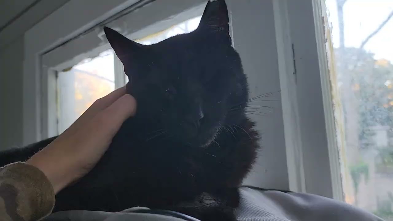 Petting black cat