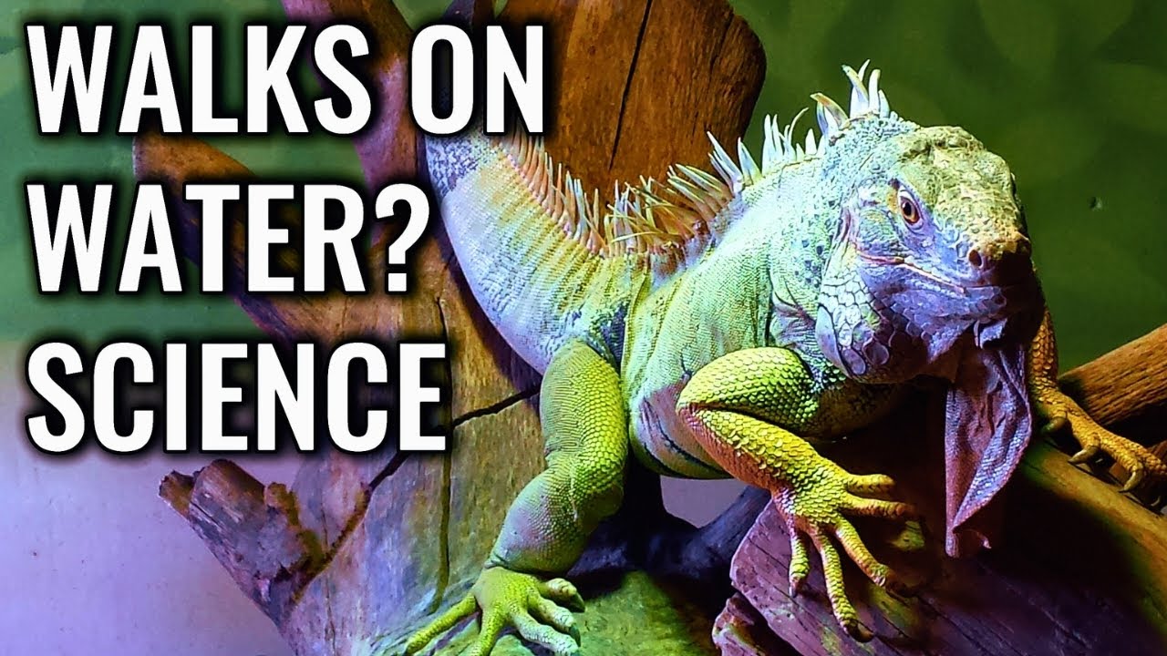 Basilisk Lizard Runs on Water &ndash; Science Explained