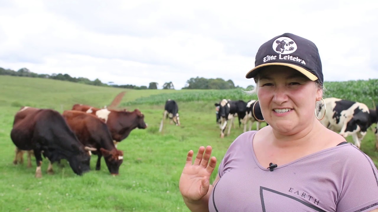 CRIAÇÃO DE MINI VACAS